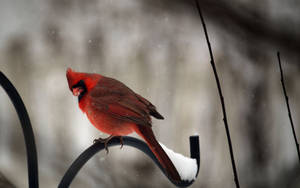 Cardinal On Iron Perch Wallpaper