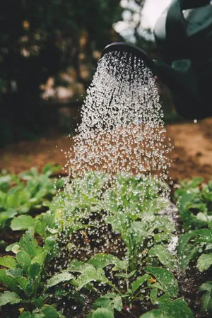 Care For Your Plants With Water Wallpaper