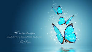 Carl Sagan Butterflies Quote Wallpaper