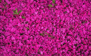 Carpet Of Flowers Background Wallpaper