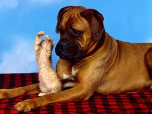 Cat And Dog Friends Wallpaper