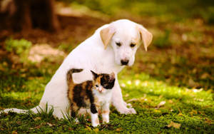 Cat And Dog Looking Down Wallpaper