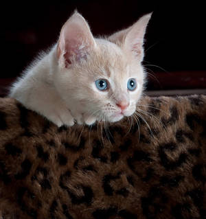 Cat And Leopard Print Wallpaper