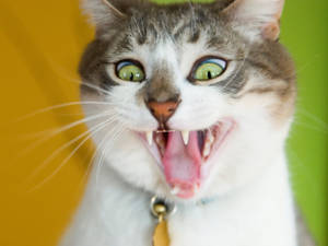 Cat Funny Face Wallpaper