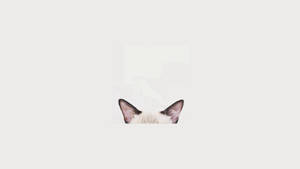 Cat Head Minimalist Aesthetic Laptop Wallpaper