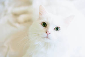 Cat In White Background Wallpaper