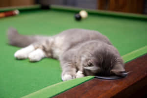 Cat Lying On Pool Table Wallpaper