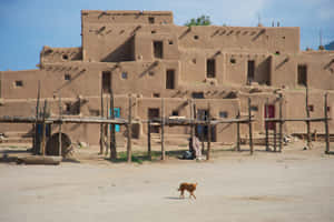 Cat Walking In Taos Pueblo Wallpaper