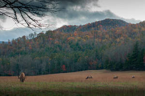 Cataloochee Valley Fall Desktop Wallpaper