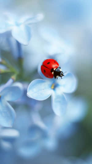 Catch A Ladybug With Your Iphone Wallpaper