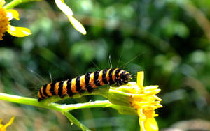 Caterpillar On Yellow Flower Wallpaper