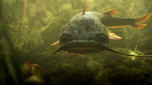 Catfish Huge Flat Head Wallpaper