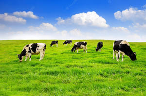 Cattle Farm Animals On Green Field Wallpaper