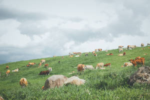 Cattles Grazing In A Lush Meadow Wallpaper