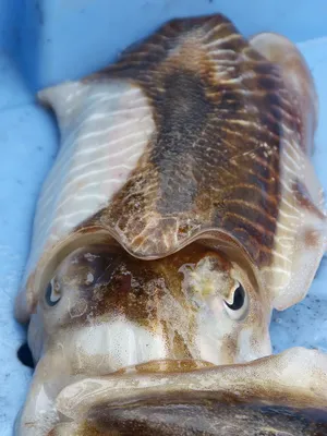 Caught Sepia Cuttlefish Wallpaper