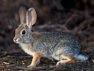 Cautiously Looking Rabbit Wallpaper