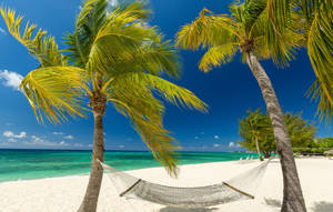 Cayman Island Hammock By The Beach Wallpaper