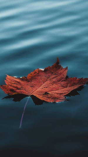 Celebrate Autumn With A Floating Maple Leaf Wallpaper