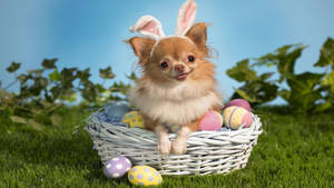 Celebrate Easter In Style With This Adorable Chihuahua Wallpaper