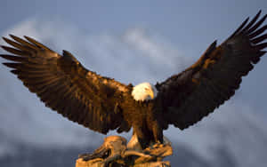 Celebrate In American Eagle Wallpaper