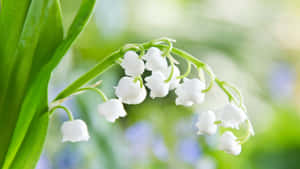 Celebrate Spring With A Burst Of Color Wallpaper