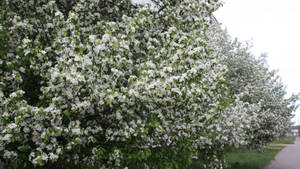 Celebrate The Arrival Of Spring With Flowering Tree Blooms Wallpaper