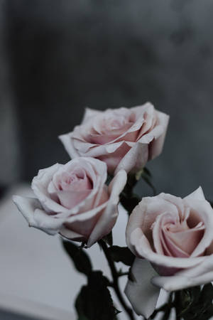 Celebrate Your Mother This Mothers Day With These Three Beautiful Pink Roses Wallpaper