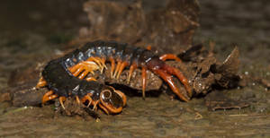 Centipede Black On Brown Dirt Wallpaper