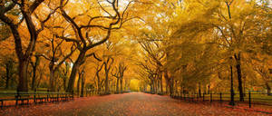 Central Park Fall 4k Ultra Widescreen Wallpaper