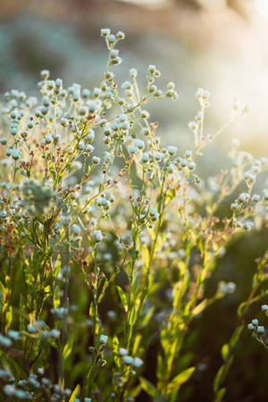 Chamomile Aesthetic Flower Wallpaper