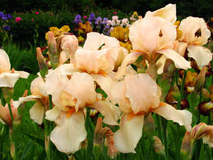 Champagne Elegance Iris Flower Wallpaper