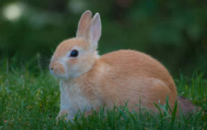 Charming Brown Rabbit Wallpaper