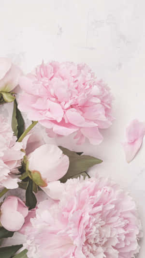 Charming Light Pink Peony Iphone Flower Display Wallpaper