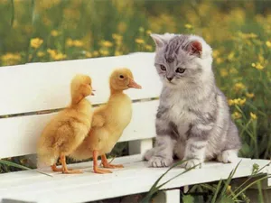 Check Out This Adorable Little Duckling! Wallpaper
