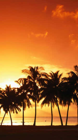 Check Out This Awesome Tropical Iphone! Wallpaper