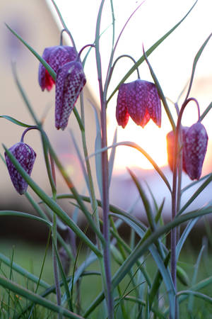 Checkered-textured Flowers Wallpaper