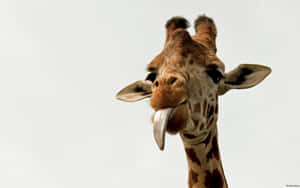 Cheeky Giraffe Wallpaper