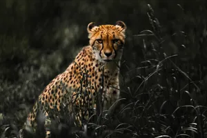Cheetah Sprinting Across The African Plain Wallpaper