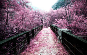 Cherry Blossom And Bridge Wallpaper