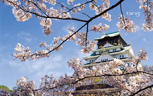 Cherry Blossom And White Castle Wallpaper