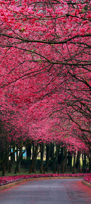 Cherry Blossom For Oneplus 8 Pro Wallpaper