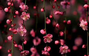 Cherry Blossom Tree Flowers Wallpaper