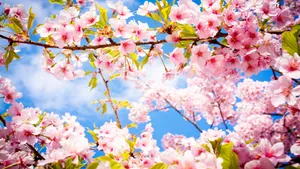 Cherry Blossom Tree Leaves Sky Wallpaper