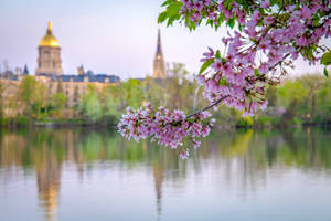 Cherry Blossom Tree University Of Notre Dame Wallpaper