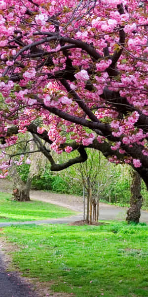 Cherry Blossoms Anime Scenery Curved Pathway Wallpaper