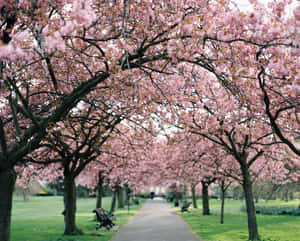 Cherry Blossoms Anime Scenery Park Bench Green Field Wallpaper