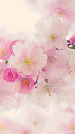 Cherry Blossoms Floral Aesthetic Iphone Wallpaper