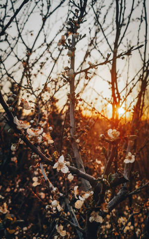 Cherry Blossoms Floral Iphone Wallpaper