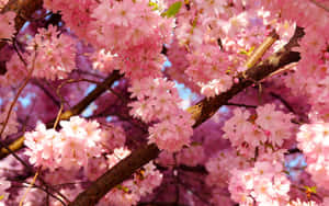 Chic Aesthetic Cherry Blossom Wallpaper