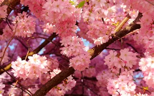 Chic Aesthetic Cherry Blossom Wallpaper